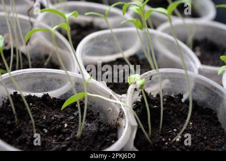 Hausgemachte junge Tomatenkeimlinge in transparente Einwegbecher aus Kunststoff geben. Stockfoto
