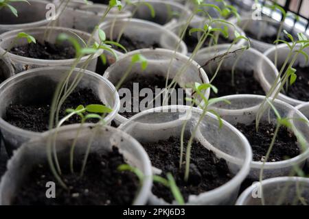 Hausgemachte junge Tomatenkeimlinge in transparente Einwegbecher aus Kunststoff geben. Stockfoto