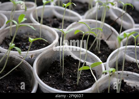 Hausgemachte junge Tomatenkeimlinge in transparente Einwegbecher aus Kunststoff geben. Stockfoto