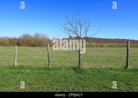 Ein eingezäuntes Feld und ein Dornbaum Stockfoto