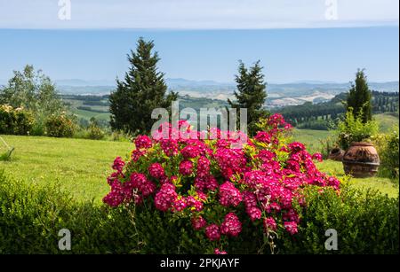 Hortensien Makrophylla blüht in der Frühlingssaison mit den toskanischen Hügeln im Hintergrund - Gambassi Terme, Toskana, Mittelitalien Stockfoto