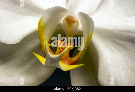 Nahaufnahme der weißen Mottenorchidee (Phalaenopsis amabilis), gemeinhin als Mondorchidee bekannt Stockfoto