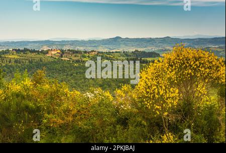 Toskanische Landschaft im Frühling mit gelber, blühender Glocke entlang der Via Francigena von Gambassi Terme nach San Gimignano, Toskana Stockfoto