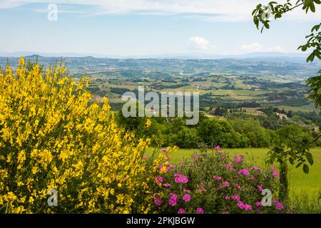 Toskanische Landschaft im Frühling mit gelber, blühender Glocke entlang der Via Francigena von Gambassi Terme nach San Gimignano, Toskana Stockfoto