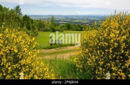 Toskanische Landschaft im Frühling mit gelber, blühender Glocke entlang der Via Francigena von Gambassi Terme nach San Gimignano, Toskana Stockfoto