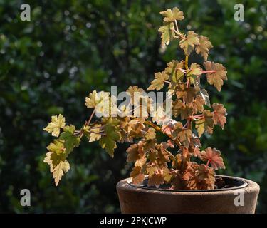 Nahaufnahme der Begonia dregei, auch bekannt als Ahornblatt oder Traubenblatt, im Freien mit hellem Licht und dunklem natürlichen Hintergrund Stockfoto