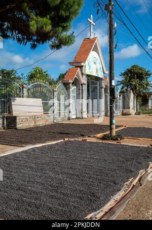 Frisch gepflückte Kaffeekirschen trocknen auf dem Bürgersteig vor der katholischen Hoang Yen Kirche in Chu Prong, Provinz Gia Lai, Vietnam. Stockfoto