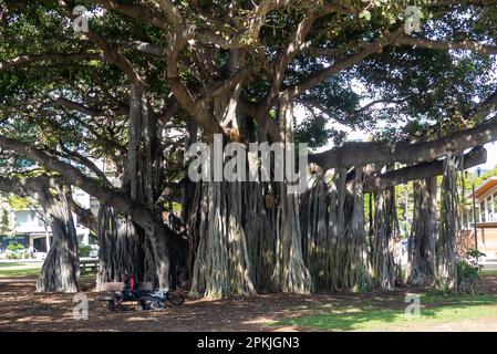 Waikiki Beach in Hawaii: Der herrliche Banyan-Baum (Ficus benghalensis) mit seinen unvergleichlichen Wurzeln Stockfoto