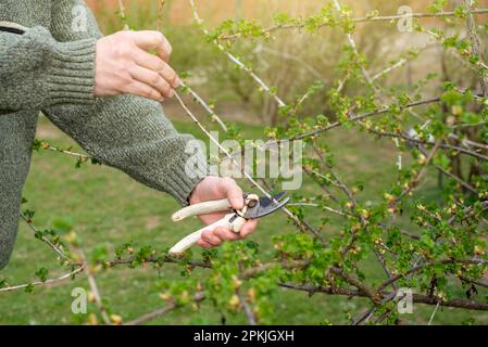 Der kaukasische Gärtner schneidet Pflanzen im Frühling des Hinterhofs Stockfoto