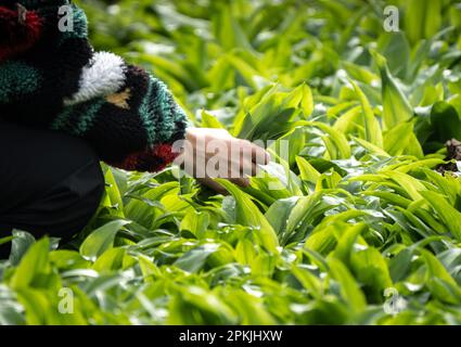 Bad Vilbel, Deutschland. 08. April 2023. Eine Frau in einem bunten Pullover sammelt wilde Knoblauchblätter im Stradtwald in Bad Vilbel. Wilder Knoblauch ist eine Heilpflanze und Gewürzpflanze, die aufgrund ihres Geruchs auch als „wilder Knoblauch“ bezeichnet wird. Bei der Sammlung ist jedoch Vorsicht geboten: Die Blätter können leicht mit der extrem giftigen Lilie des Tals oder des Herbstkrokus verwechselt werden. Kredit: Frank Rumpenhorst/dpa/Alamy Live News Stockfoto