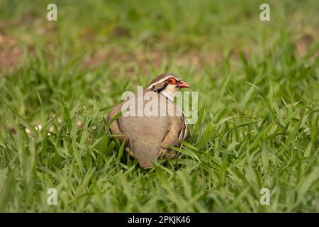 Rotbein- oder Partridge auf Ackerland und Fütterung der wachsenden Weizenkulturen. Vor der Kamera. Wissenschaftliche Bezeichnung/Alectoris rufa. Platz für Stockfoto