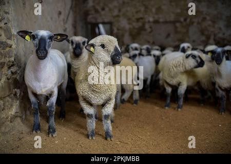 Betrachtung einer Schafherde in einem Stall in Frankreich Stockfoto