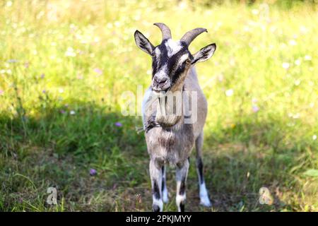 Ziegenporträt draußen im Sommer. Zwei Ziegen schauen in die Kamera. Toggenburger Ziege vor naturgrünem Grashintergrund. Unscharf. Stockfoto