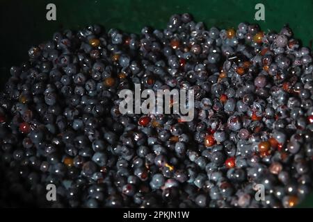 Blauer Hintergrund aus Trauben. Hintergrund der Rotweintrauben. Weinberg. Nahaufnahme, unscharf. Stockfoto