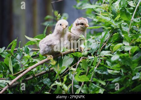 Süße Hühnerbabys, die auf einem Baum sitzen Stockfoto