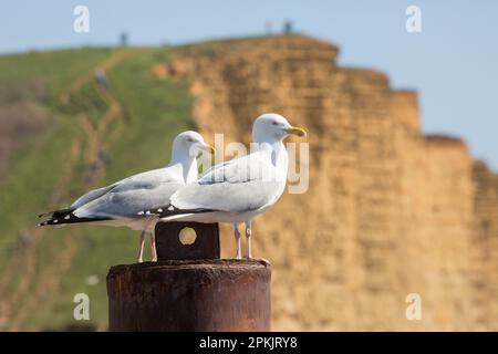 Ein Paar Heringsmöwen, Larus argentatus, hoch oben in der Nähe des Eingangs zum West Bay Harbour Dorset England UK Stockfoto