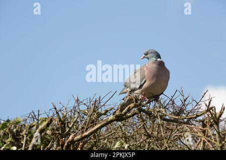 Eine ausgewachsene Holztaube, Columba Palumbus, sitzt auf einer Hecke in der Nähe von Wohnungen. North Dorset England GB Stockfoto