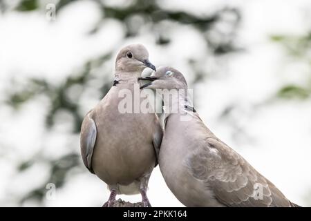 Ein Paar eurasische Halsentaube oder Streptopelia Decaocto, verliebt im grünen Hintergrund, hallo Frühling Stockfoto