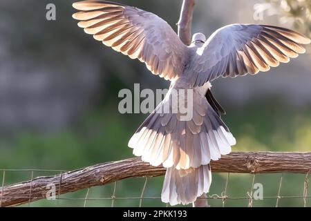 Ein Paar eurasische Halsentaube oder Streptopelia Decaocto, verliebt im grünen Hintergrund, hallo Frühling Stockfoto