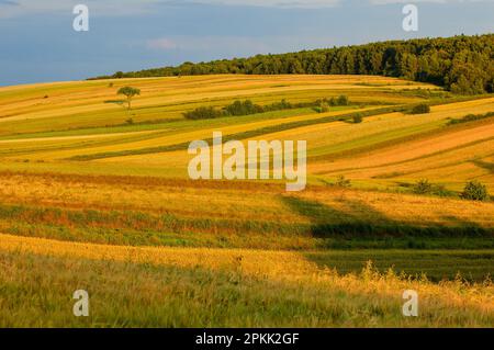 Bebaute Felder in den Hügeln, die von der niedrigen Sonne beleuchtet werden. Stockfoto