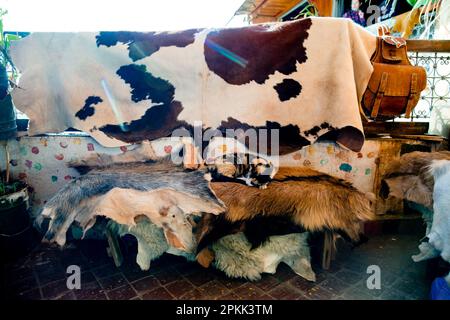 Tierhäute sind in Fès Medina Marokko ausgestellt Stockfoto