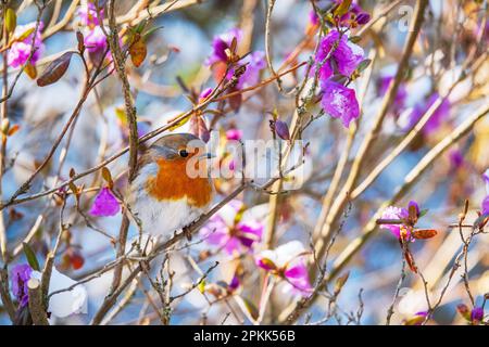 Süßer Rotkehlchen auf dem blühenden Rhododendron-Baum. Kleiner Vogel, der mit bunten Blumen auf dem Baum sitzt Stockfoto