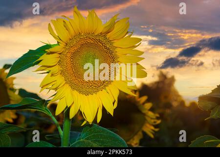 Wunderschöne ukrainische Sonnenblume mit Sonnenuntergang am Himmel auf dem Background Stockfoto