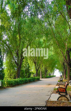 Grüne Gasse im Park an einem Sommertag in China Stockfoto