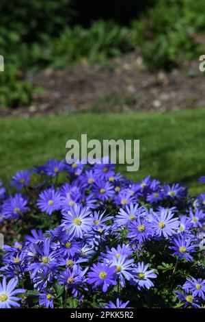 Anemone blanda Stockfoto