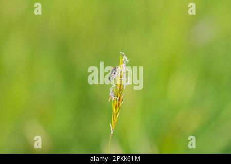 Zweifleckenkäfer ( Malachius bipustulatus ) auf einer grünen Pflanze Stockfoto