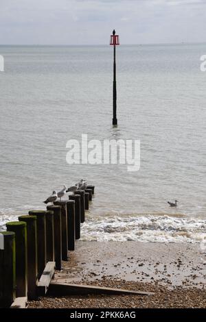 Möwen auf der Groyne bei Ebbe Stockfoto