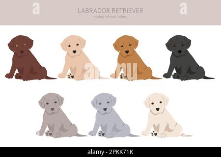 Labrador Retriever Hunde in verschiedenen Posen und Fellfarben Cliparts. Vektorgrafik Stock Vektor