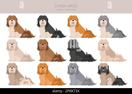 Clipart von Lhasa Apso. Verschiedene Posen, Fellfarben eingestellt. Vektorgrafik Stock Vektor