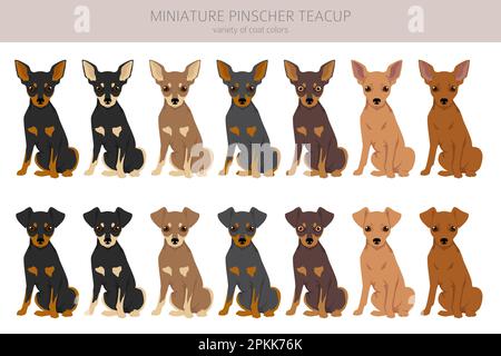 Miniatur Pinscher Teetasche Cliparts. Verschiedene Posen, Fellfarben eingestellt. Vektorgrafik Stock Vektor