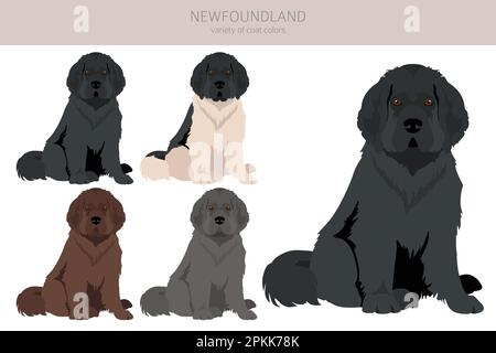 Neufundländer Clipart. Verschiedene Posen, Fellfarben eingestellt. Vektorgrafik Stock Vektor