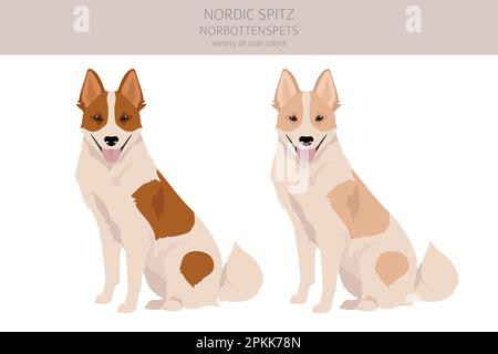 Nordischer Spitz Clipart. Verschiedene Posen, Fellfarben eingestellt. Vektorgrafik Stock Vektor