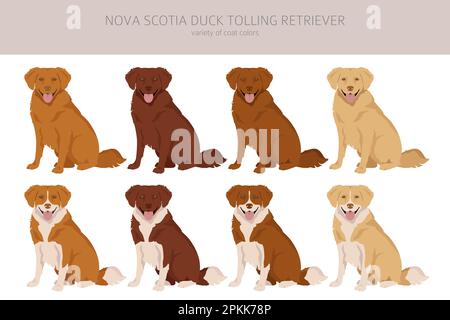 Nova Scotia Ente Molling Retriever Clipart. Verschiedene Posen, Fellfarben eingestellt. Vektorgrafik Stock Vektor