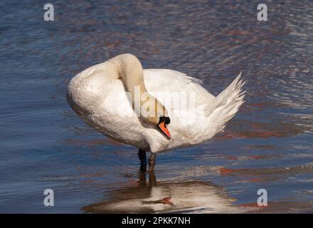 Stummer Schwan (Cygnus olor), männliche Vorschuppelfedern im Fluss Irwell zwischen Manchester und Salford Nordwesten Englands. Vereinigtes Königreich. Abbildung: G Stockfoto