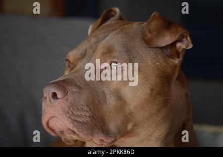 Pit Bull Terrier X American Staffy Dog blickt auf Distance Stockfoto