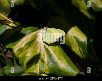 Gonepteryx rhamni – Brimstone-Schmetterling auf Hedra-Blättern Stockfoto