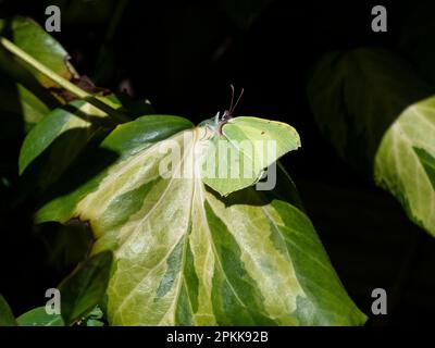 Gonepteryx rhamni – Brimstone-Schmetterling auf Hedra-Blättern Stockfoto
