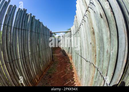 Wildtiere Busch schmaler Wanderweg mit hohen Holzstangenzäunen für Löwenraubtiere öffentlicher Schutz für Waterhole Animal ViewPoint. Stockfoto