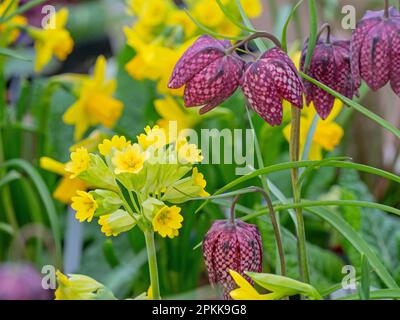 Fritillaria meleagris - Schlangenkopf-Fritillar und Cowslips Primula veris Mitte april Norfolk Stockfoto