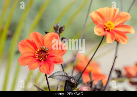 Dahlia-Bischof von oxford, einfache Orangenblüten, dunkles Laub, Honigbienenfütterung Stockfoto