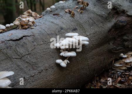 Oudemansiella mucida, allgemein bekannt als Porzellanpilz, ist ein in Europa heimischer Basidiomyzetenpilz der Familie Physalacriaceae. Stockfoto