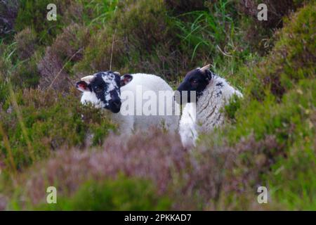 Porträt von zwei Mayo-connemara-Schwarzgesichtsschafen. Lämmer, die im Gras liegen und selektiv fokussiert sind Stockfoto