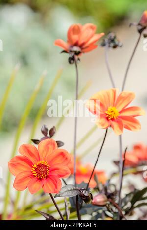 Dahlia-Bischof von oxford, einfache Orangenblüten, dunkles Laub, Stockfoto