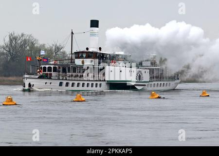 Magdeburg, Deutschland. 08. April 2023. Der Passagier-Paddeldampfer Dresden fährt auf seiner 500 km langen Fahrt nach Hamburg vorbei. Es war 1989, als der Paddeldampfer Dresden zum ersten Mal in die Hansestadt Hamburg segelte - damals noch unter den besonderen Bedingungen der innerdeutschen Division. Mehr als 30 Jahre später organisierte die Weiße Flotte Dresden diesen besonderen Ausflug auf der Elbe. Kredit: Peter Gercke/dpa-Zentralbild/dpa/Alamy Live News Stockfoto