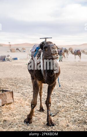 Kamele warten auf Reiter in der Sahara-Wüste in Merzouga Stockfoto