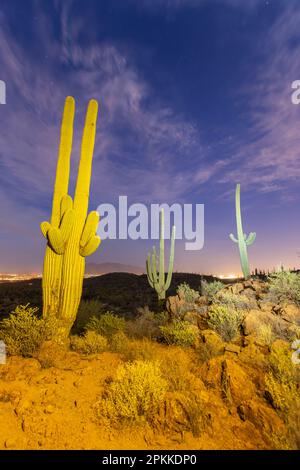 Saguarokaktus (Carnegiea gigantea), bei Nacht fotografiert im Sweetwater Preserve, Tucson, Arizona, Vereinigte Staaten von Amerika, Nordamerika Stockfoto